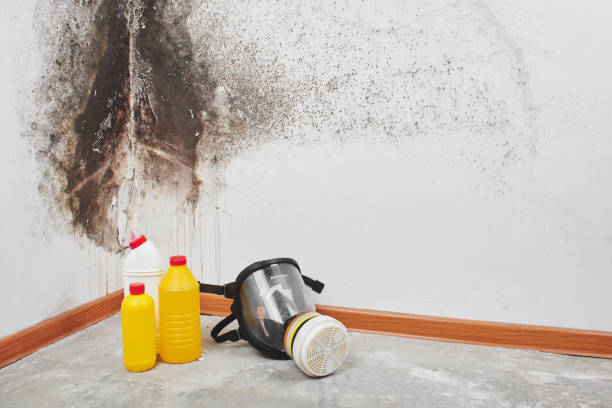 Best Certified Mold Removal  in Box Elder, SD