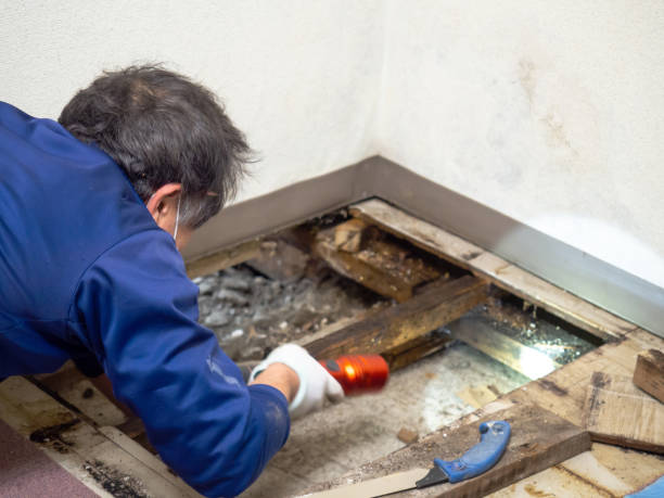 Best Home Mold Removal  in Box Elder, SD
