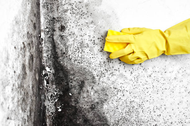 Best Emergency Mold Removal  in Box Elder, SD