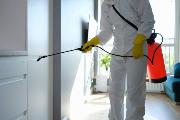 Best Mold Removal Specialists  in Box Elder, SD