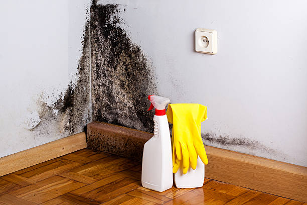 Best Mold Cleaning Services  in Box Elder, SD